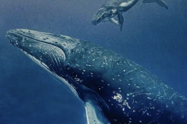 Winter Wonder: Whale Watching in Yamba