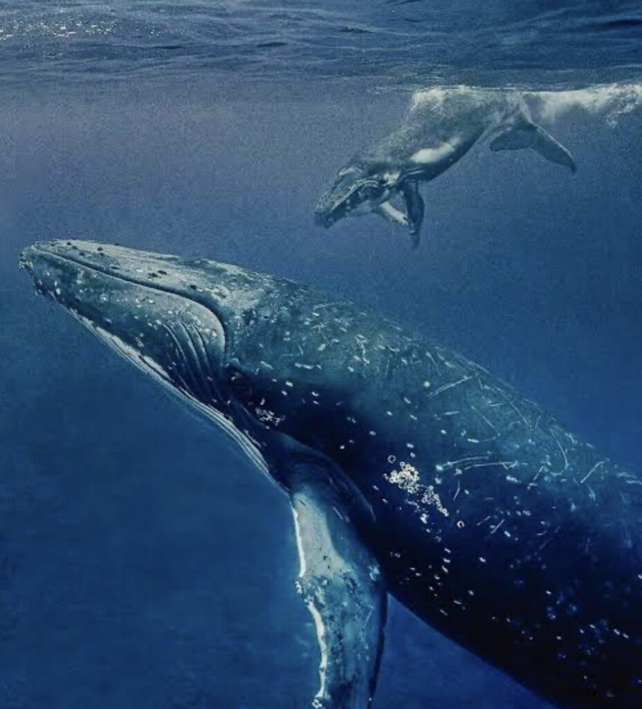 Winter Wonder: Whale Watching in Yamba